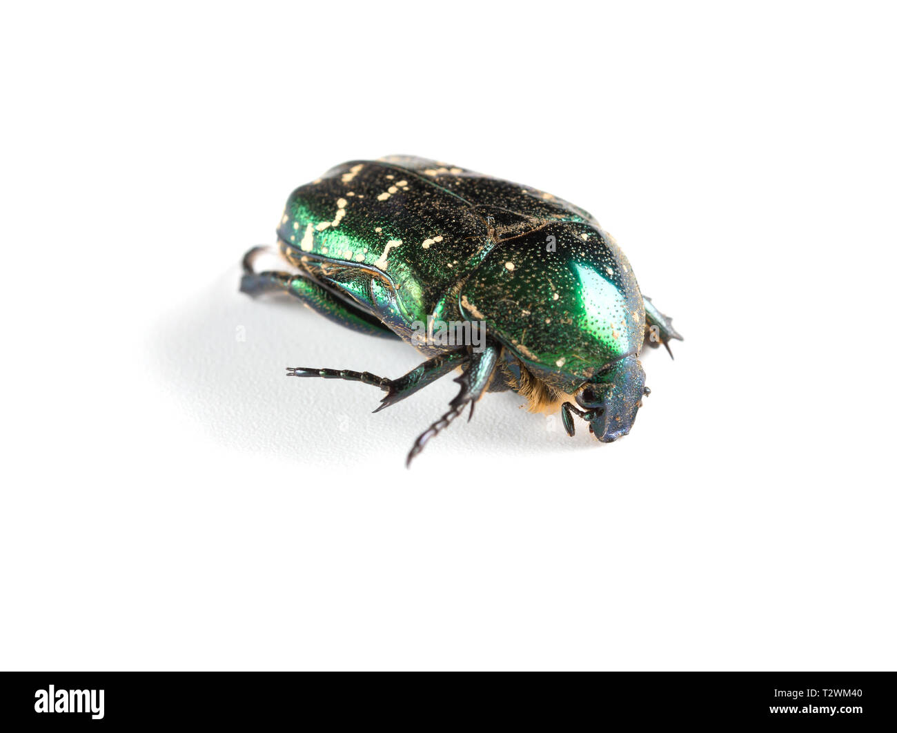 Bettles hires stock photography and images Alamy