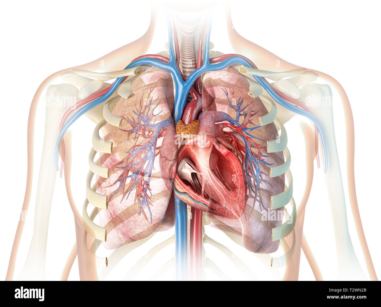 Human heart cross-section with vessels, lungs, bronchial tree and cut rib cage. On white background. Stock Photo