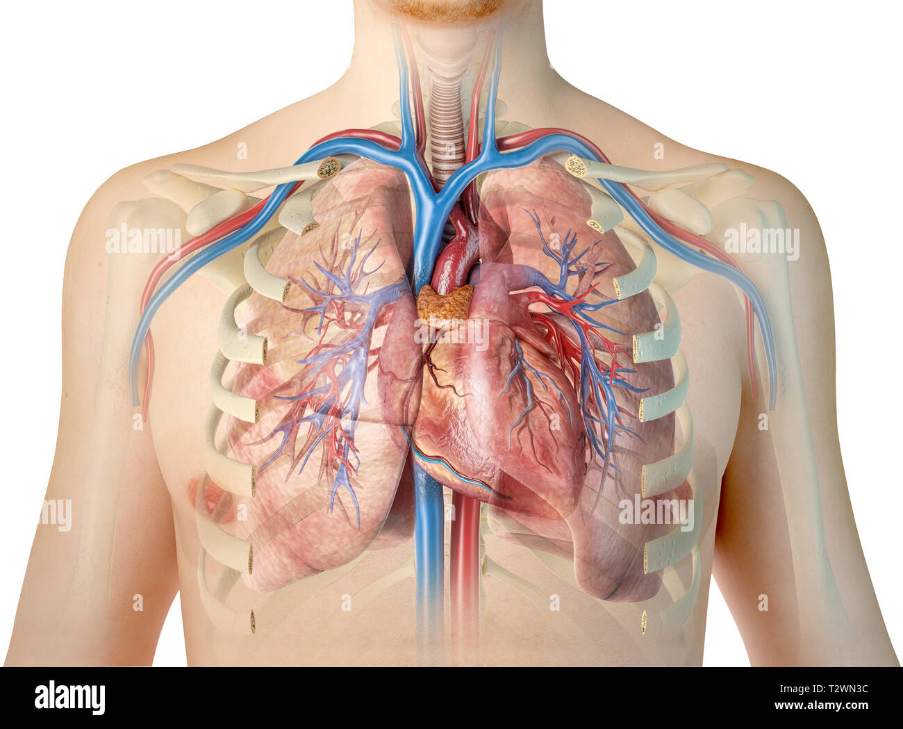 Rib Cage Heart Lungs High Resolution Stock Photography and ...