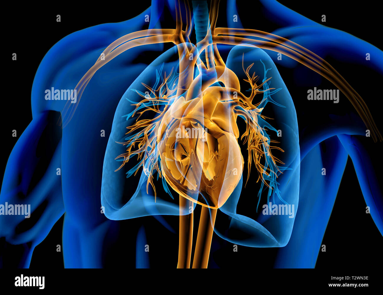Human heart cross-section with vessels, lungs, bronchial tree and cut rib cage. X-ray effect on black background. Stock Photo