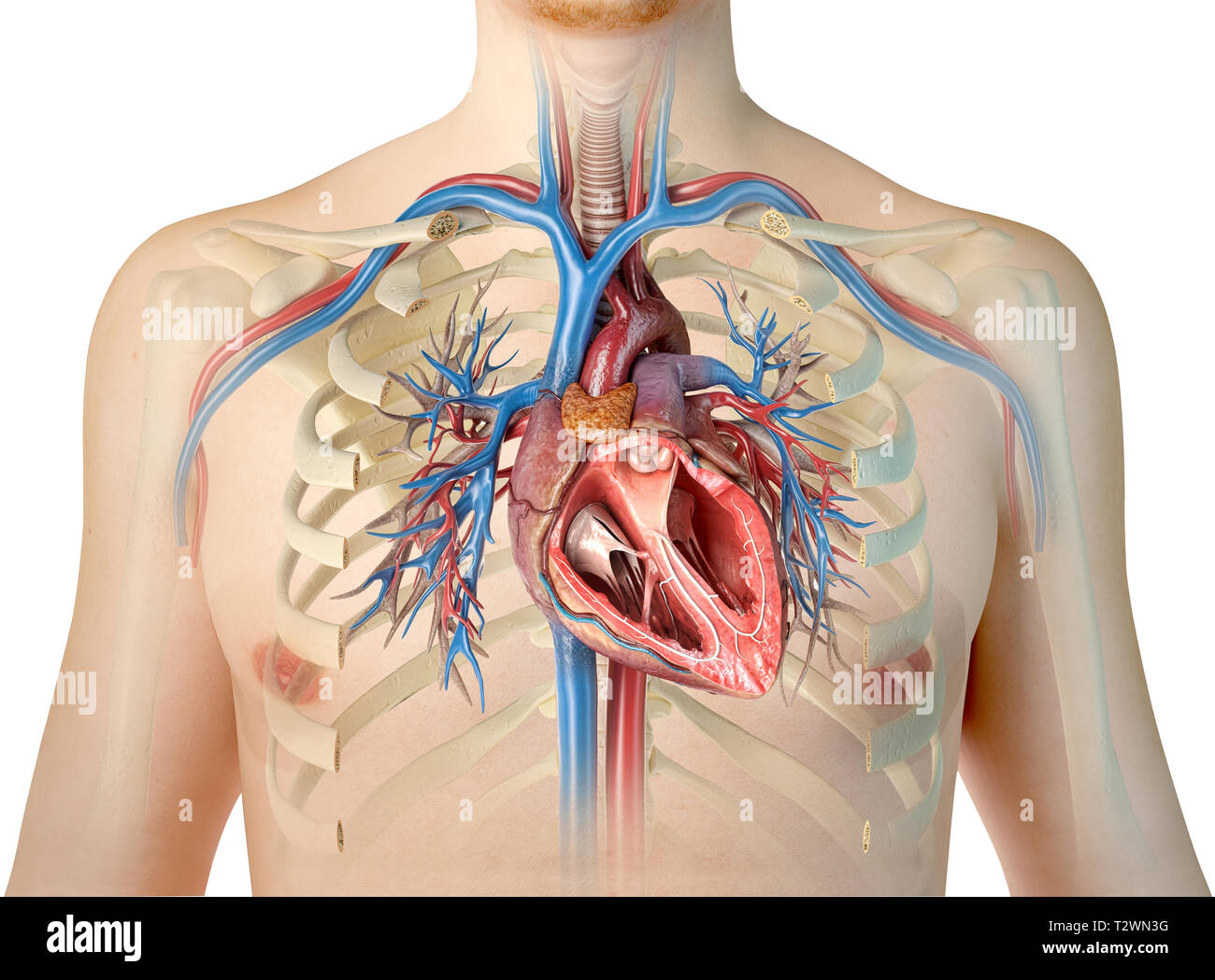 Rib Cage Heart Lungs High Resolution Stock Photography And Images Alamy