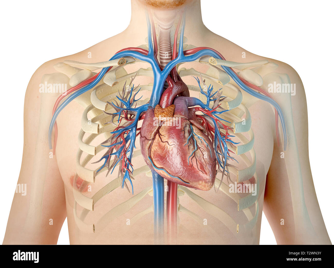 Picture Of What Is Under Your Rib Cage : Upper Left ...