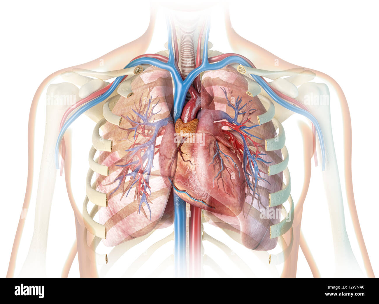 Human heart with vessels and cut rib cage. On white background. Stock Photo