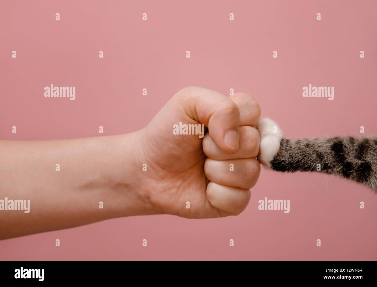 fist hand and cat paw on pink background standoff of animals and people  Stock Photo - Alamy