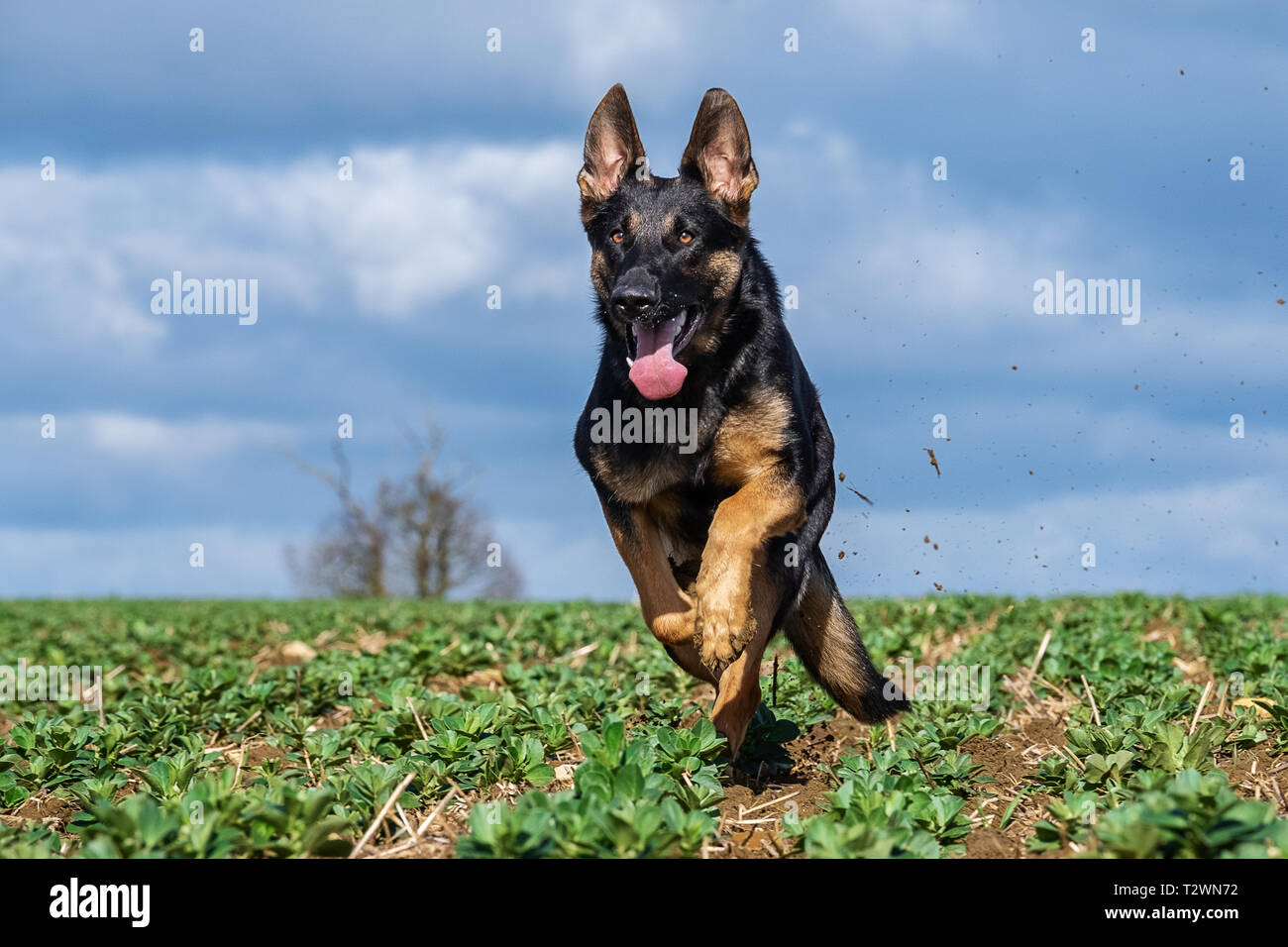 Dog Portraits and working dog imagery Stock Photo
