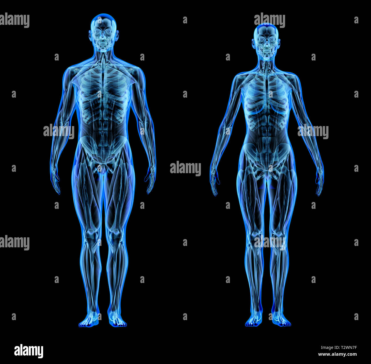 Man and woman muscle and skeletal systems. X-ray effect on black background. Stock Photo
