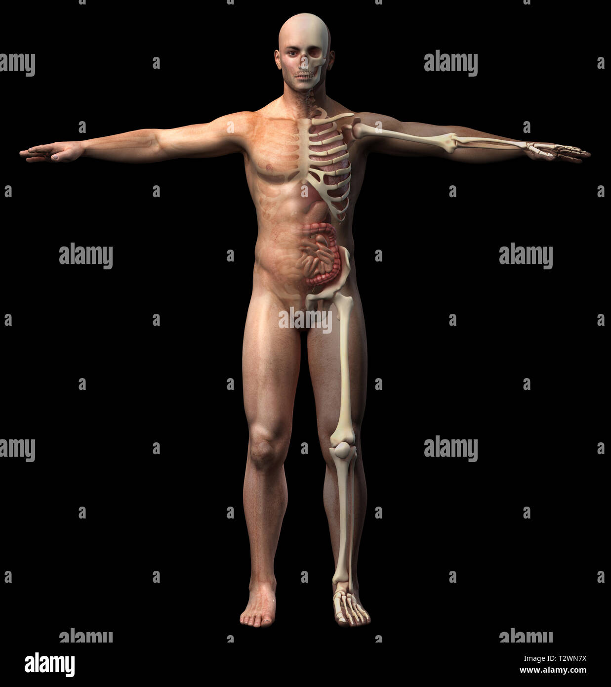 Man skeletal and internal organs diagram. Full figure standing on black background, front view. Stock Photo