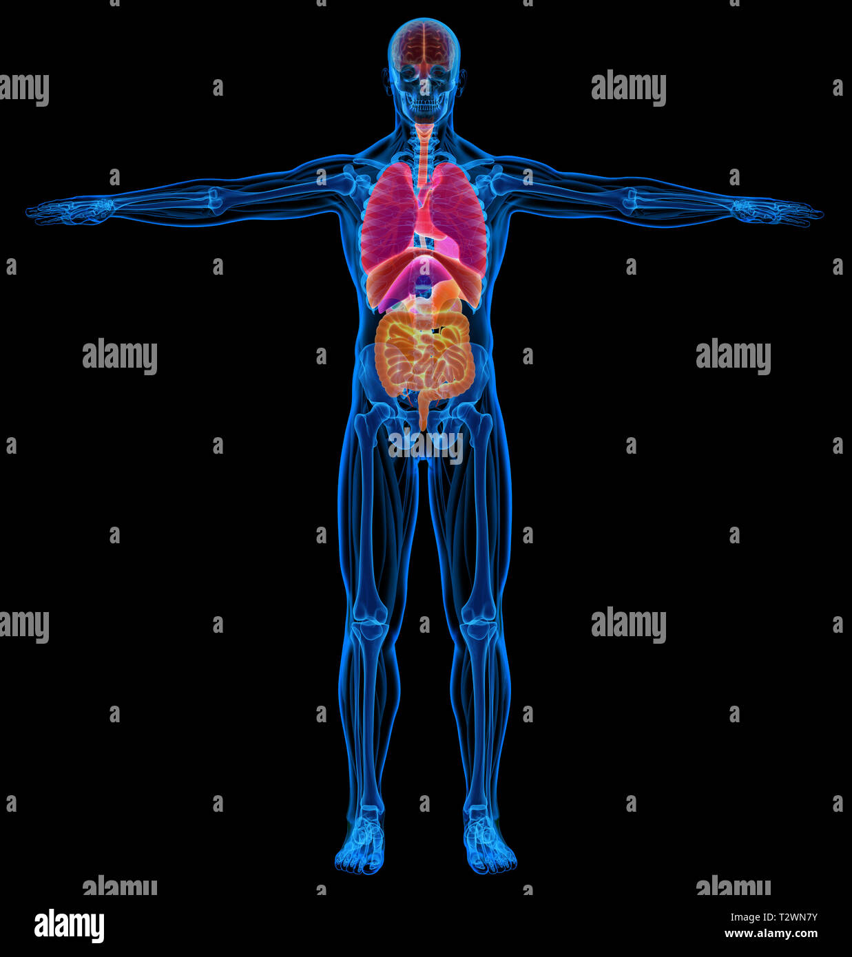 Man skeletal, muscles and internal organs diagram. X-ray. On black background. Stock Photo
