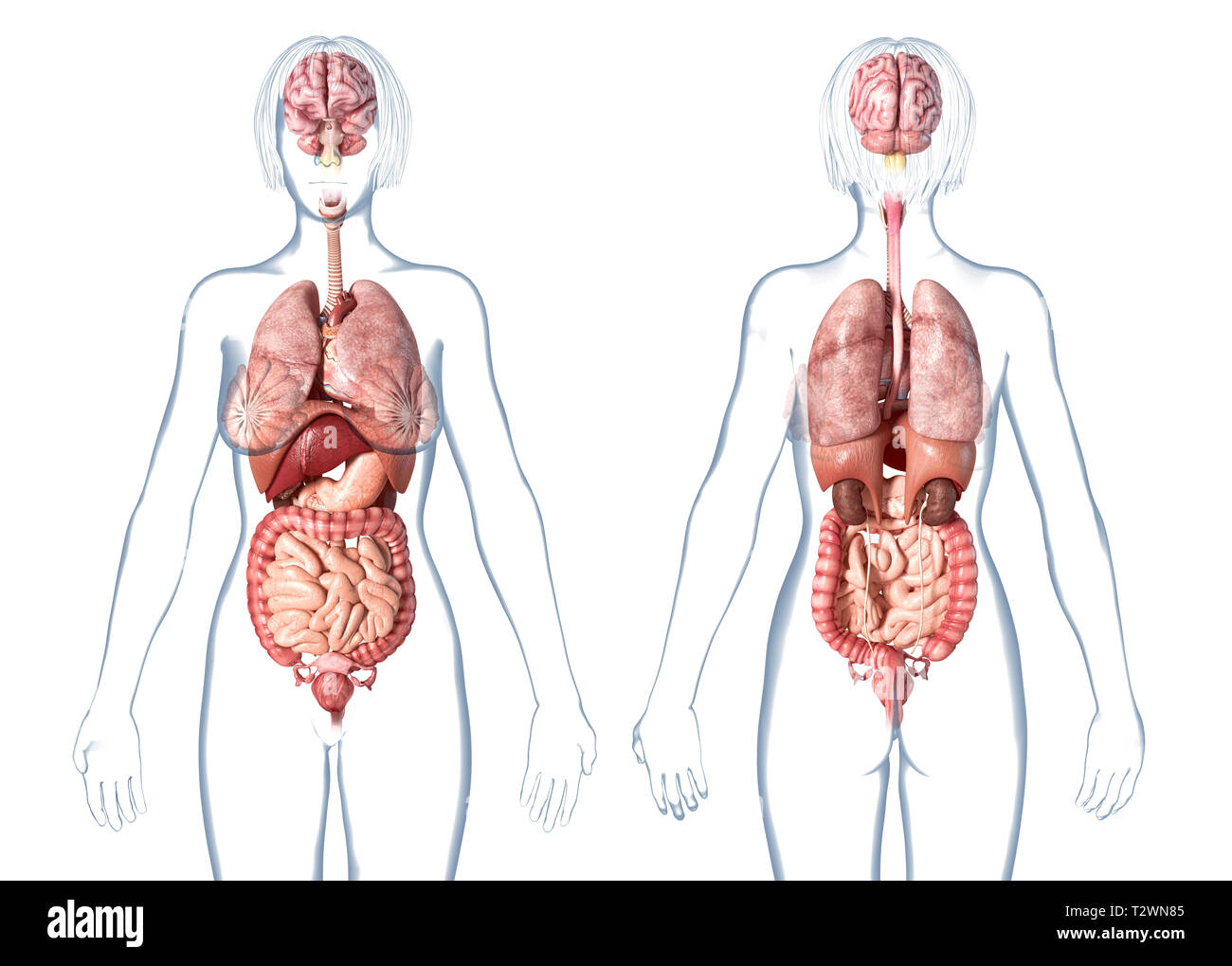 Woman anatomy internal organs, rear and front views. On white background. Stock Photo