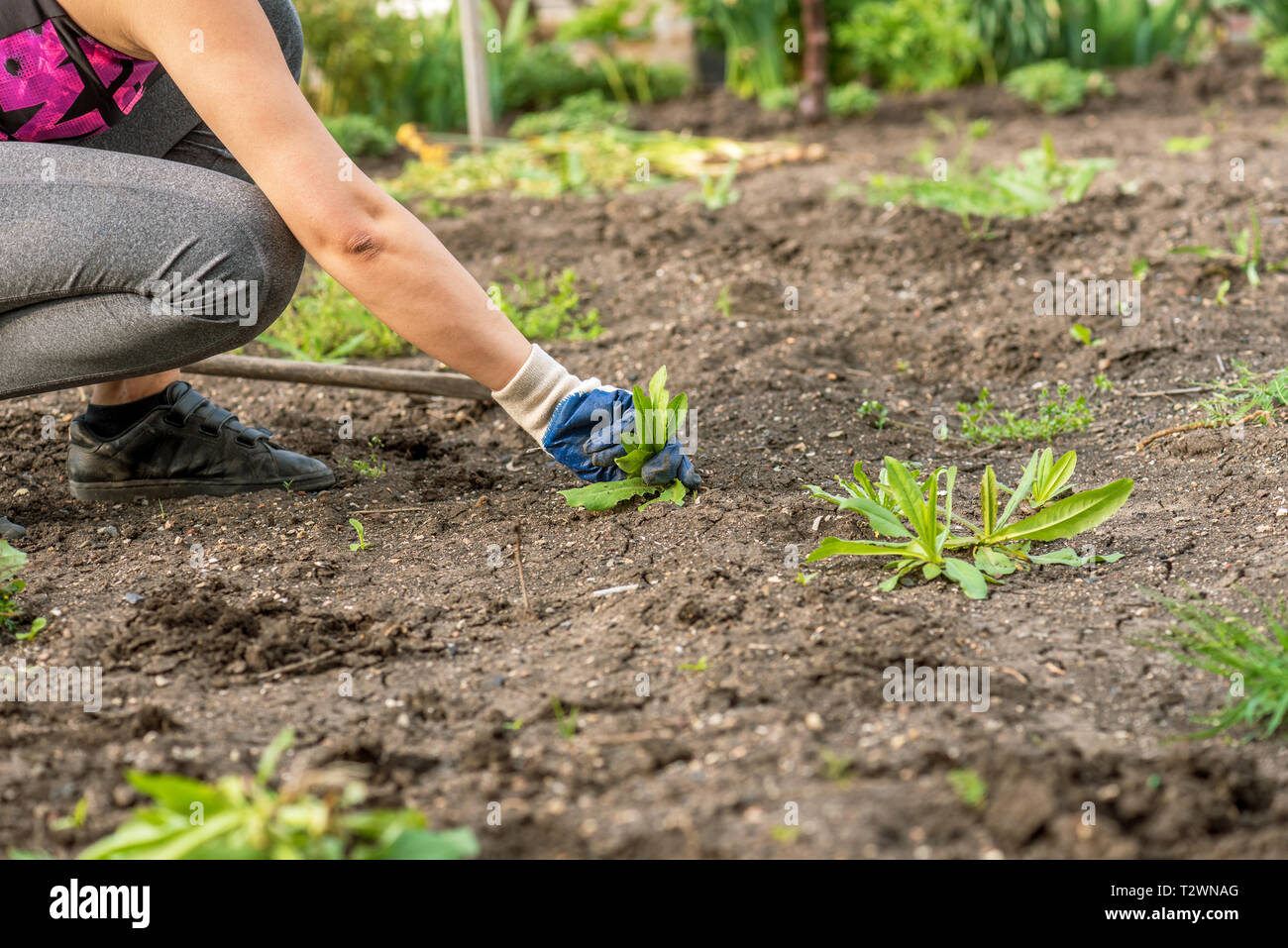 Weed pulling tool hi-res stock photography and images - Alamy