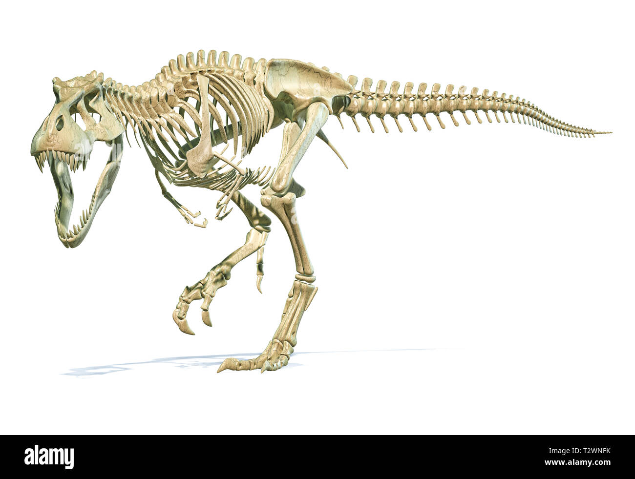 Tyrannosaurus Rex dinosaur photorealistic 3d rendering of full skeleton on white background. Stock Photo