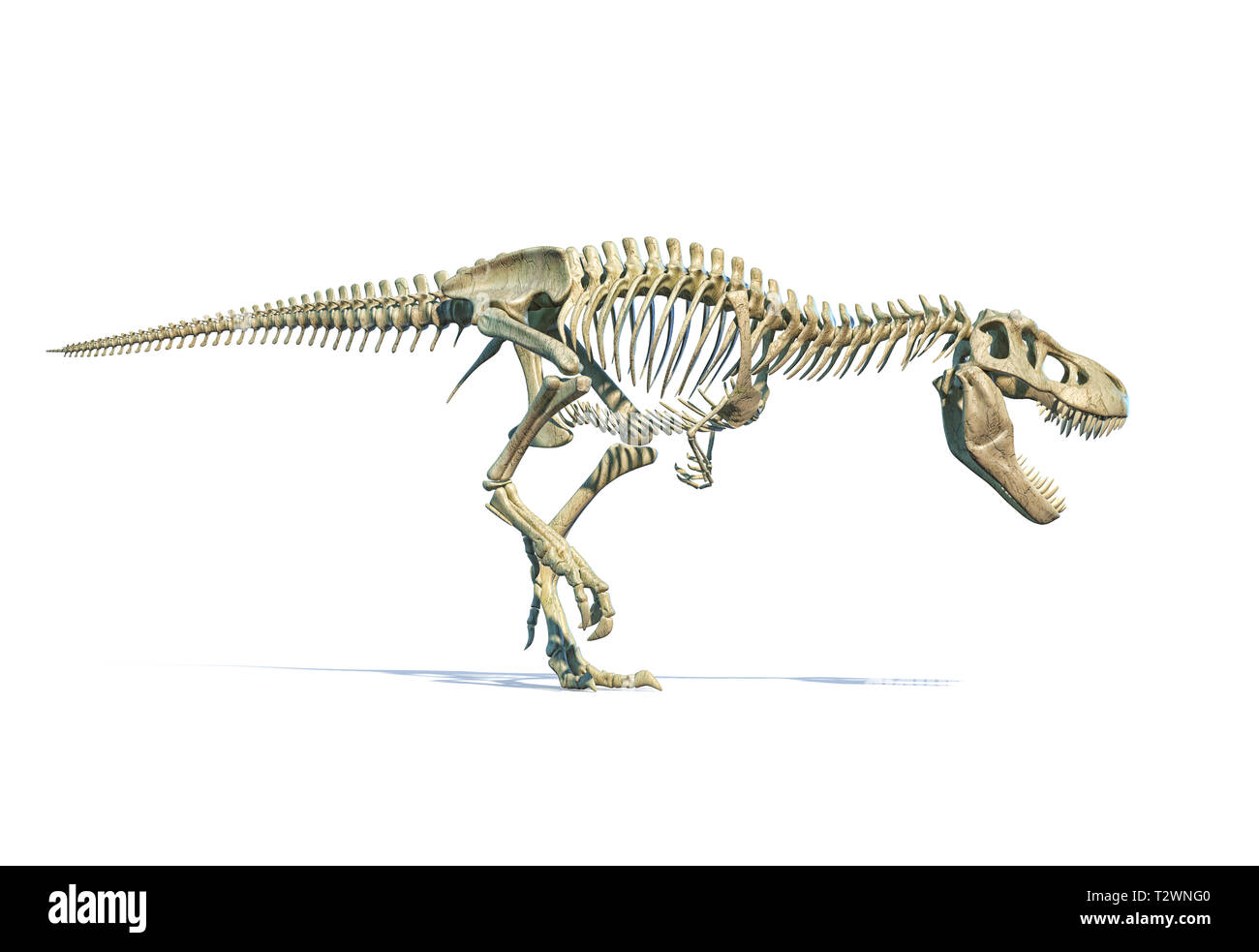 Tyrannosaurus Rex dinosaur photorealistic 3d rendering of full skeleton on white background. Stock Photo