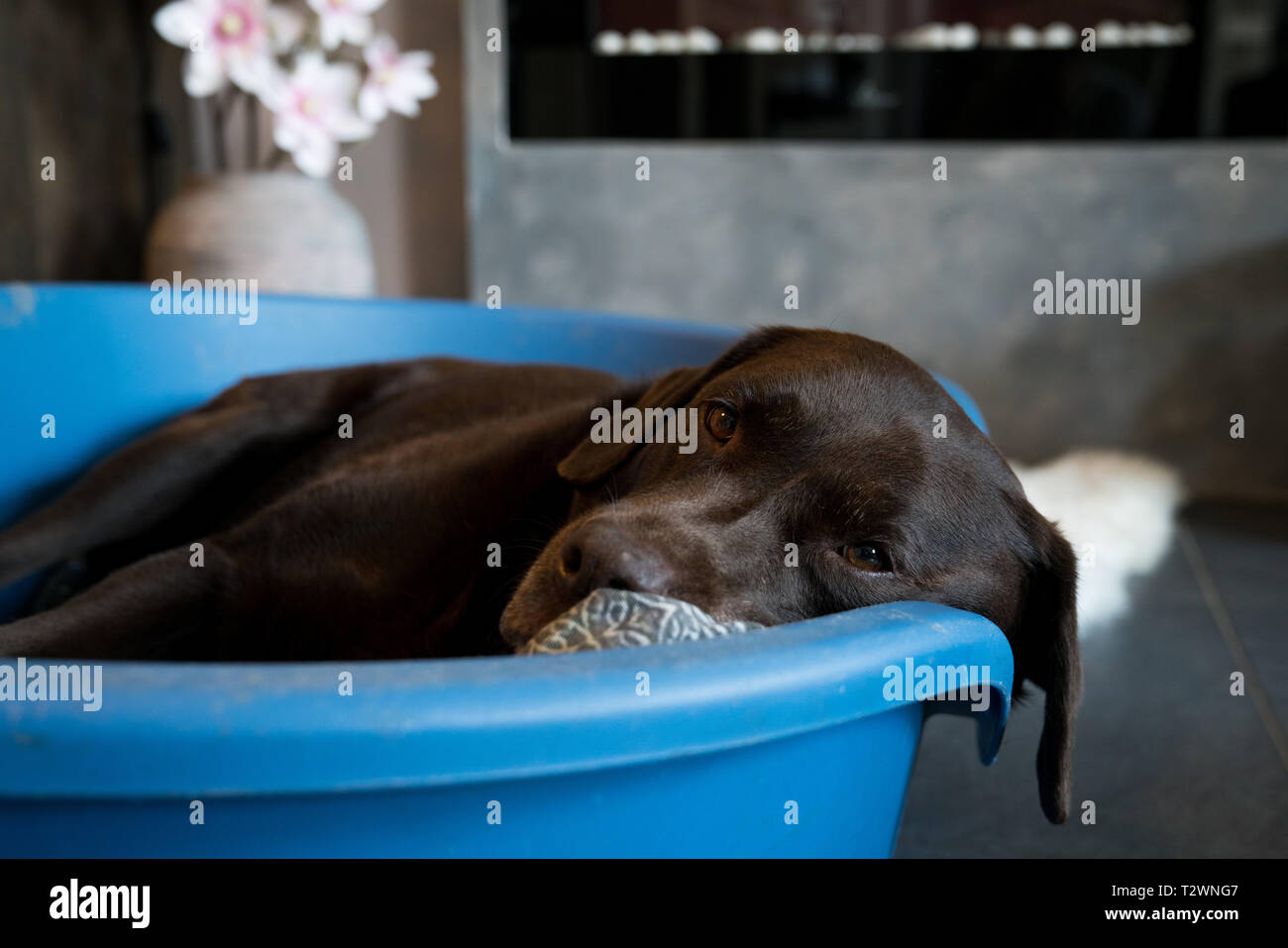 Portrait of a adult brown Labrador that is resting in his basket Stock Photo