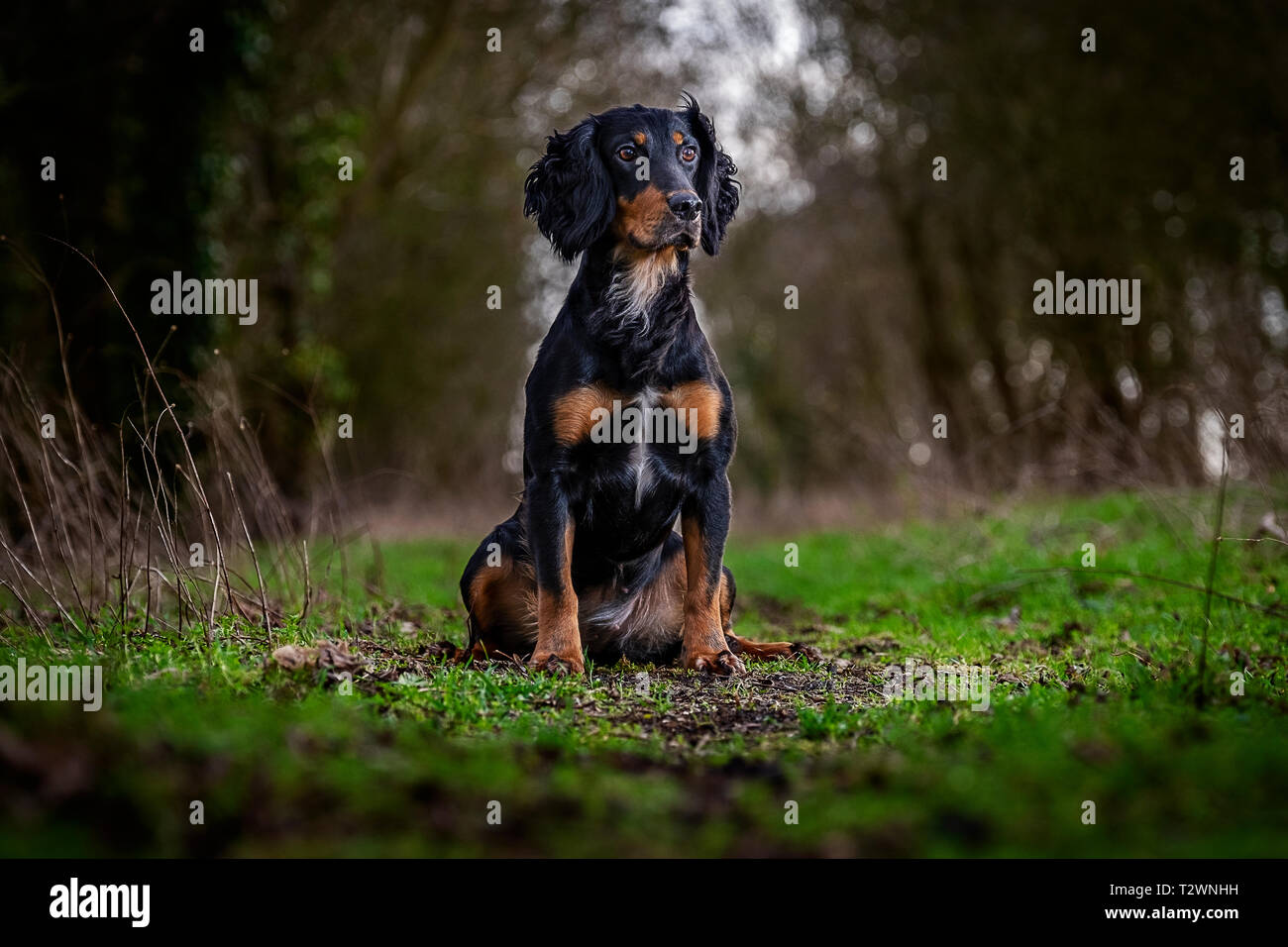 Dog Portraits and working dog imagery Stock Photo