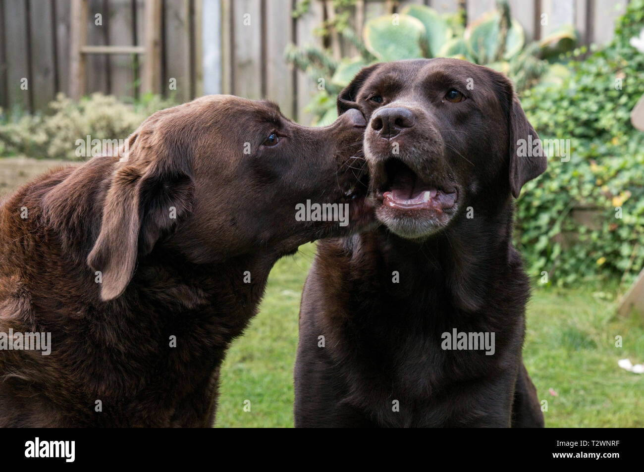 Portrait of two dogs in love, and giving kisses. Playing in the backyard Stock Photo