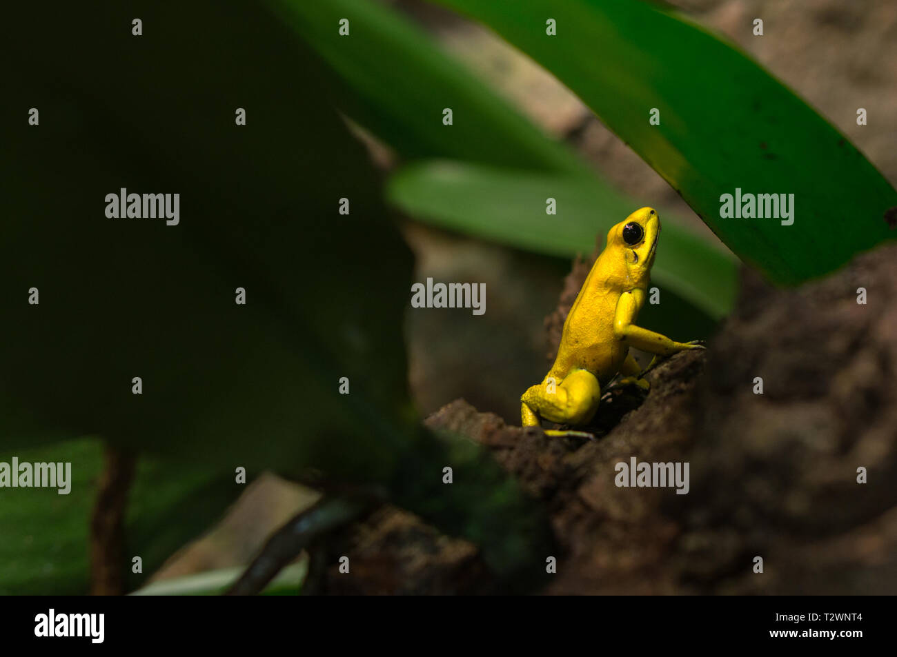 Portrait of a poison dart frog resting on an rock Stock Photo
