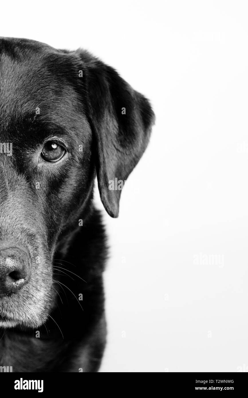 Portrait of a labrador on a White background with only the half of his face isolated Stock Photo