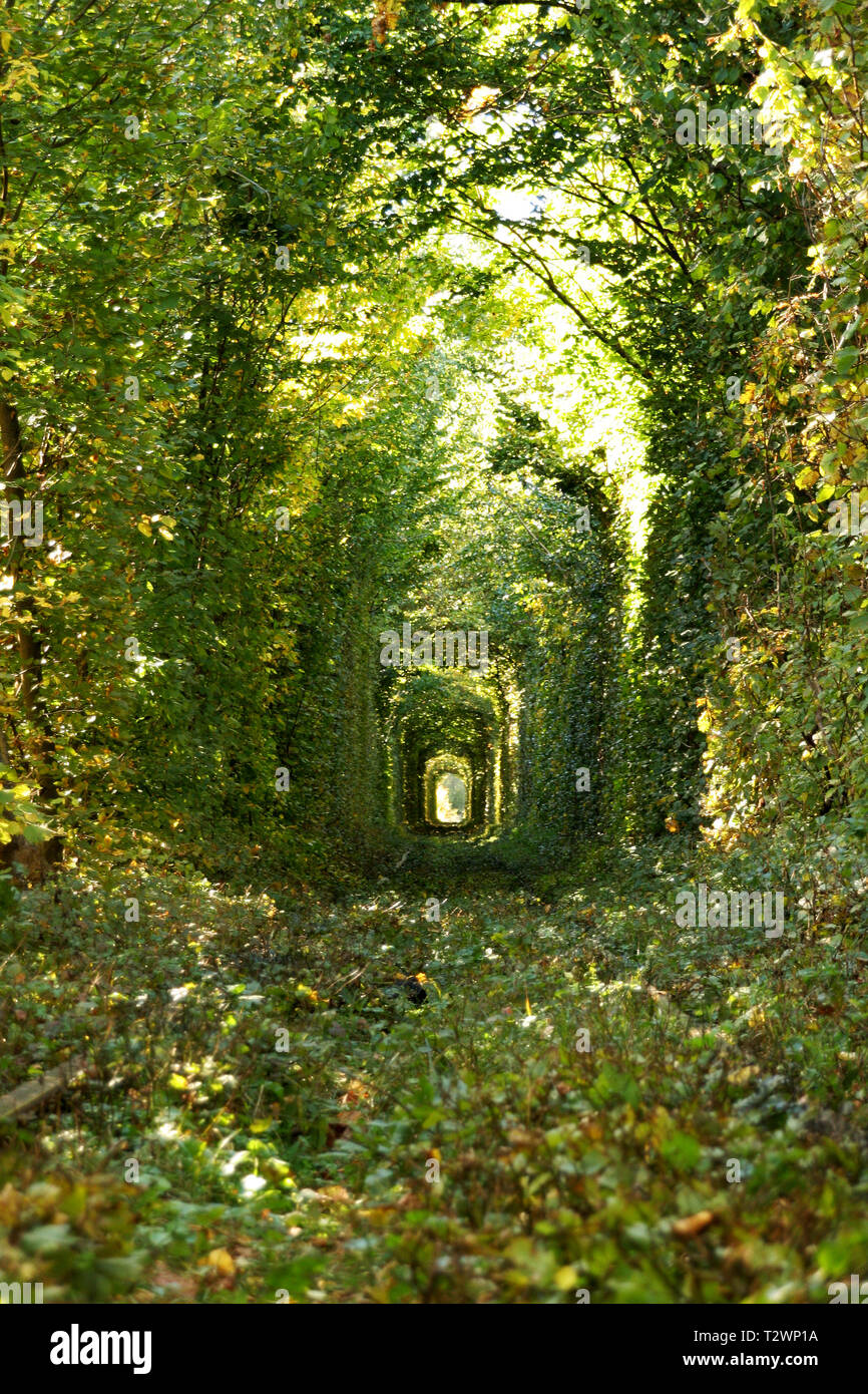 Wonder of Nature - Real Tunnel of Love, green trees and the railroad,  Ukraine. Love Stock Photo - Alamy