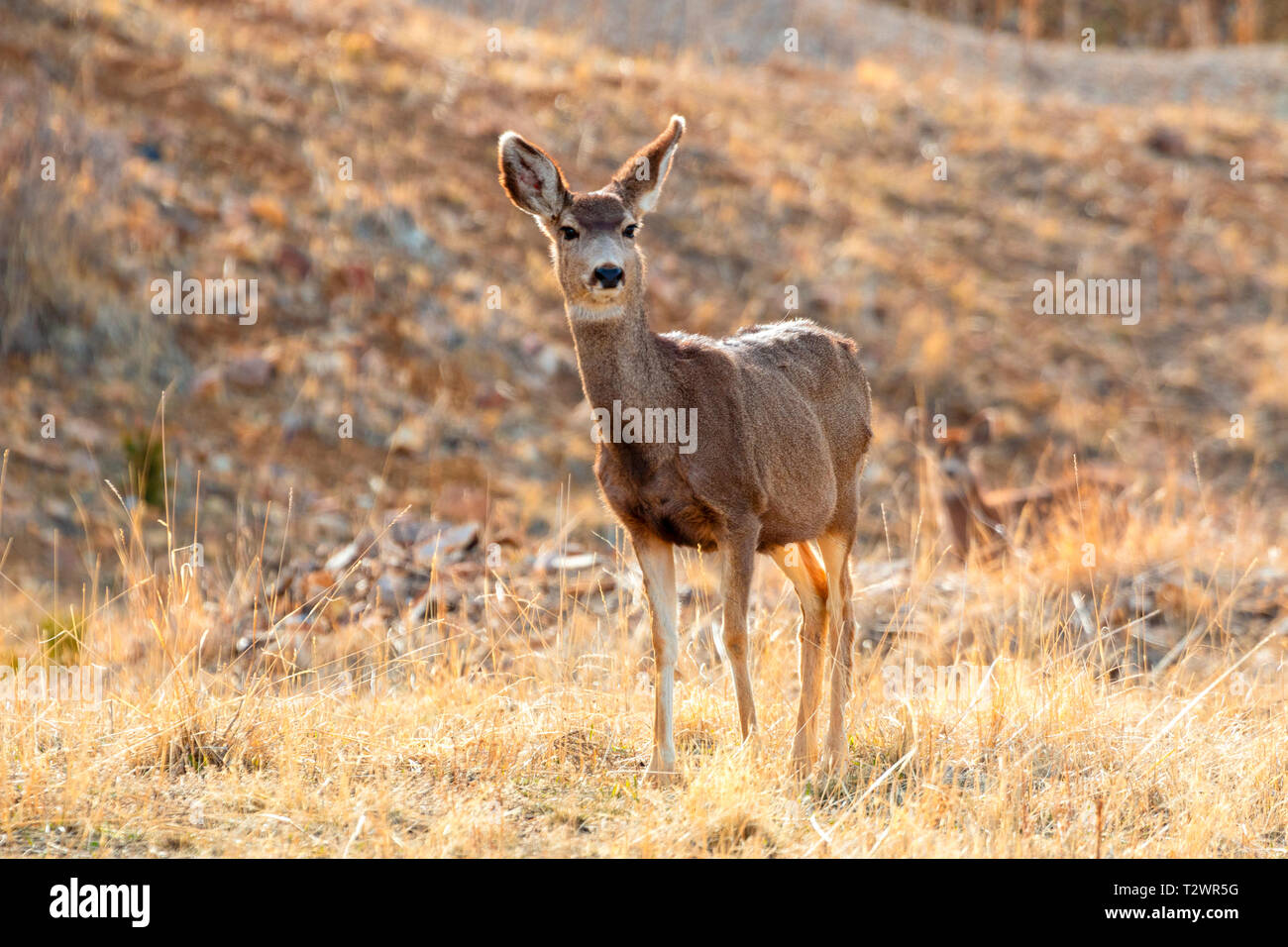 Herd of mule deer grazing on the mountain grass on a beautiful Colorado Rocky Mountain spring morning. Stock Photo