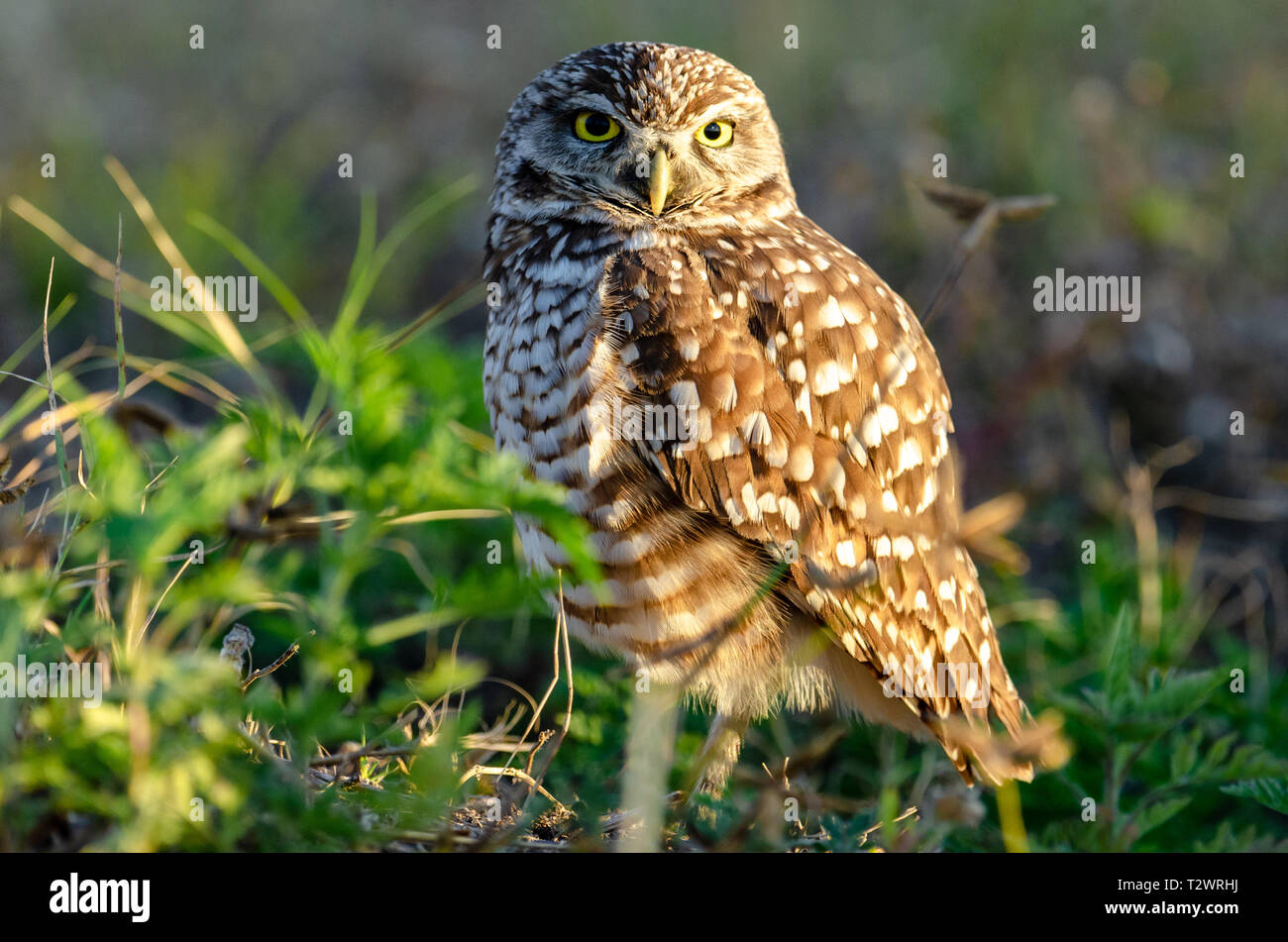 Burrowing owl (Athene cunicularia floridana) in Florida Stock Photo