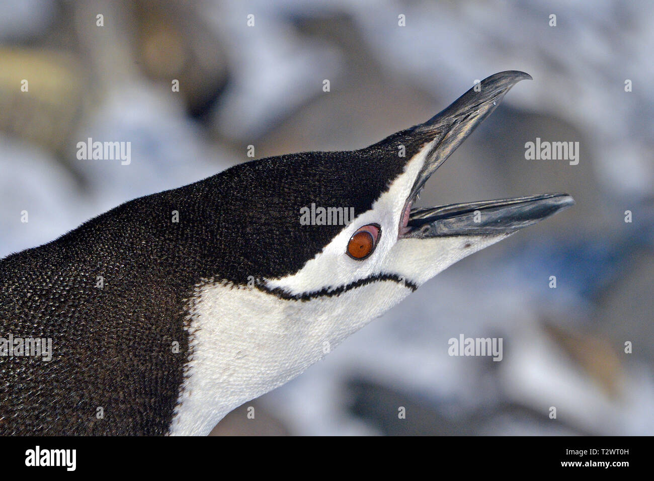 Chinstrap penguin (Pygoscelis antarctica), calling, portrait, Deception Island, Antarctic Peninsula, Antarctic Stock Photo
