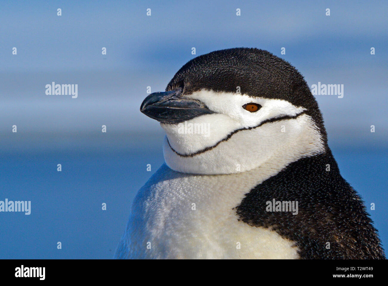 Chinstrap penguin (Pygoscelis antarctica), portrait of adult, Antarctic Peninsula, Antarctic Stock Photo