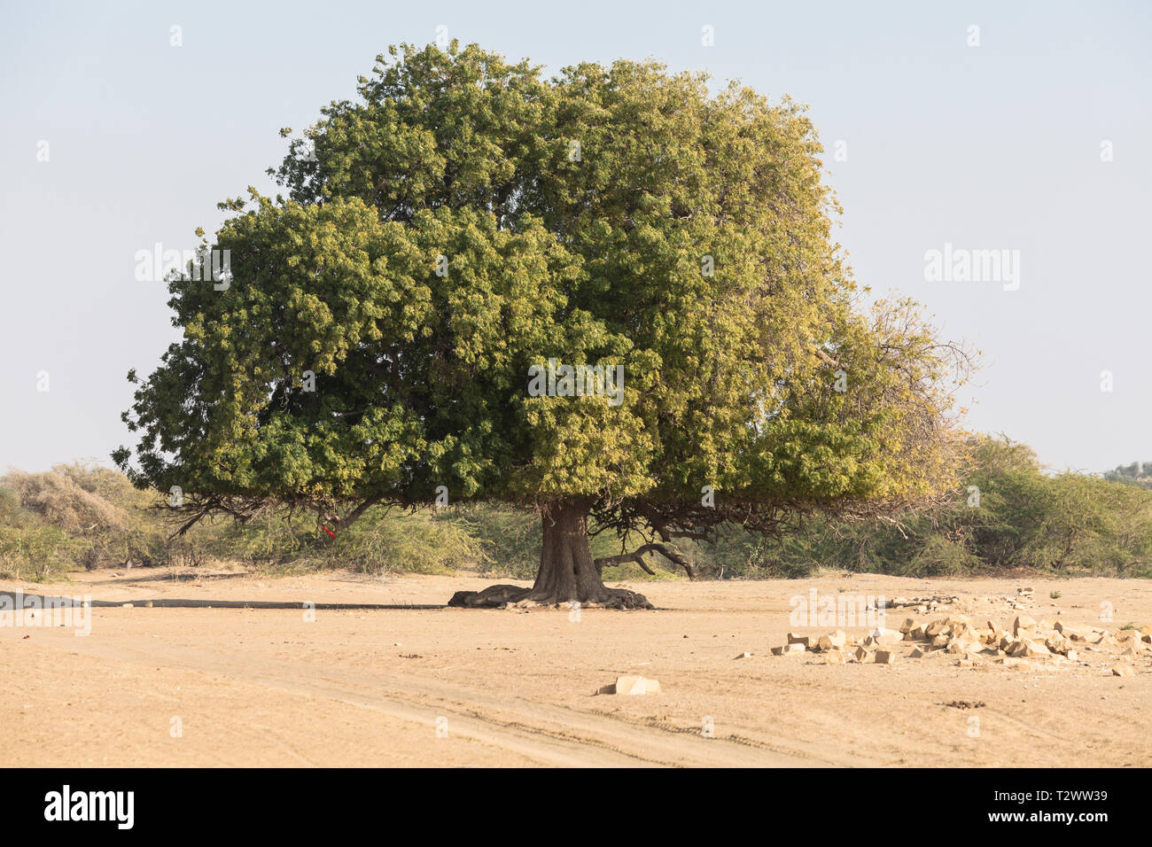 Tree in the Thar Desert, Rajasthan, India Stock Photo Alamy
