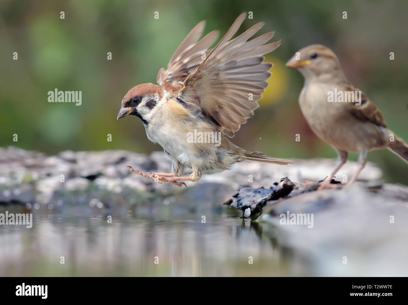 Eurasian Tree Sparrow jumping into water with open wings Stock Photo