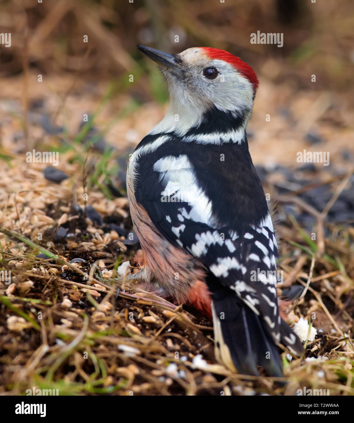 Ground feeding woodpecker hires stock photography and images Alamy