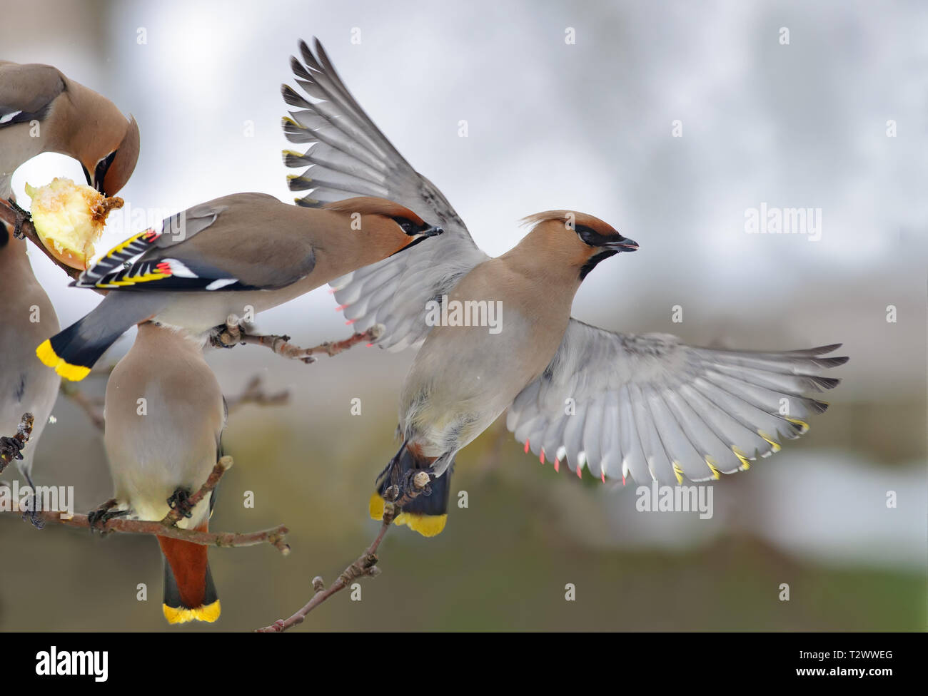 Bohemian Waxwings in conflict with one flying bird on apple tree Stock Photo