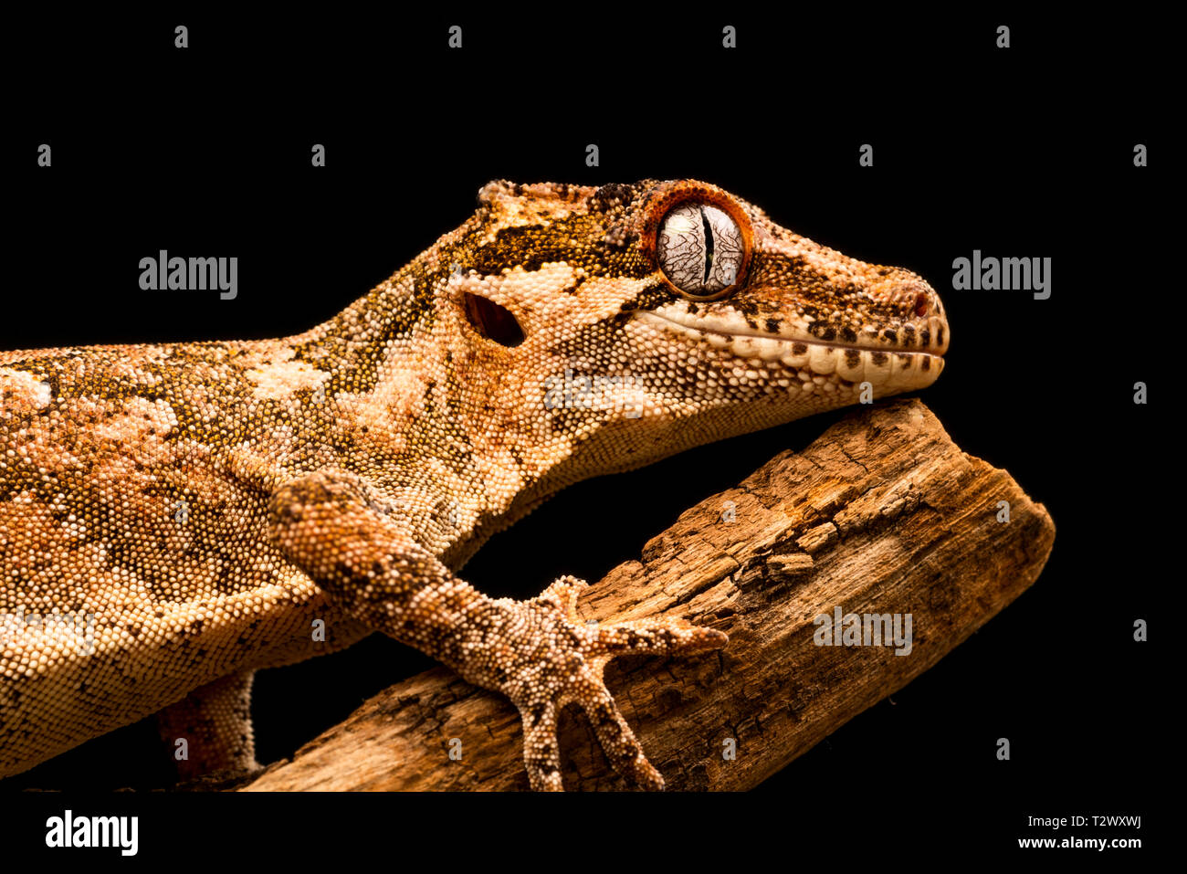 Gargoyle gecko (Rhacodactylus auriculatus) or New Caledonian bumpy gecko is a species of gecko found only on the southern end of New Caledonia island. Stock Photo