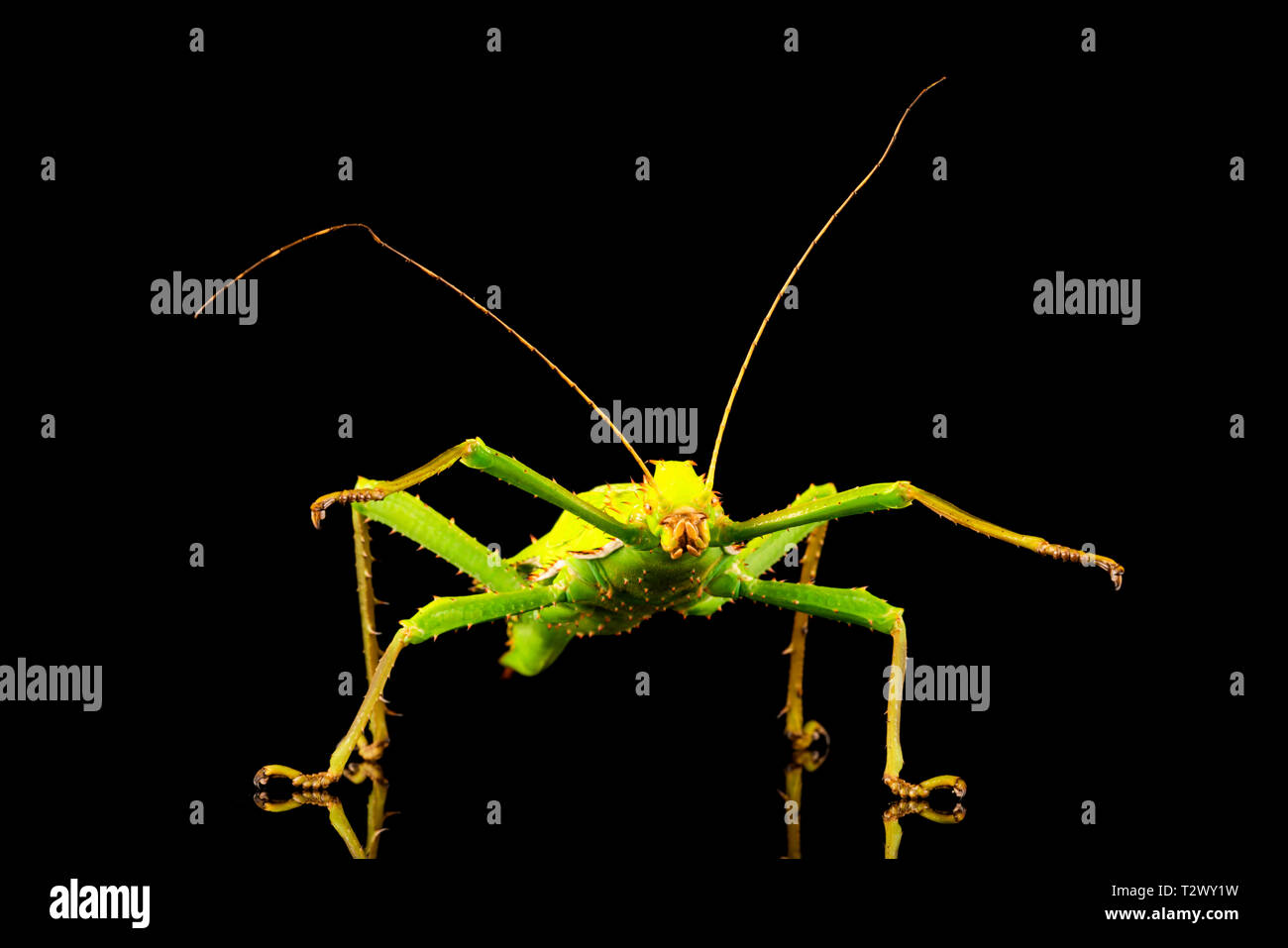 Giant Stick Bug High Resolution Stock Photography and Images Alamy