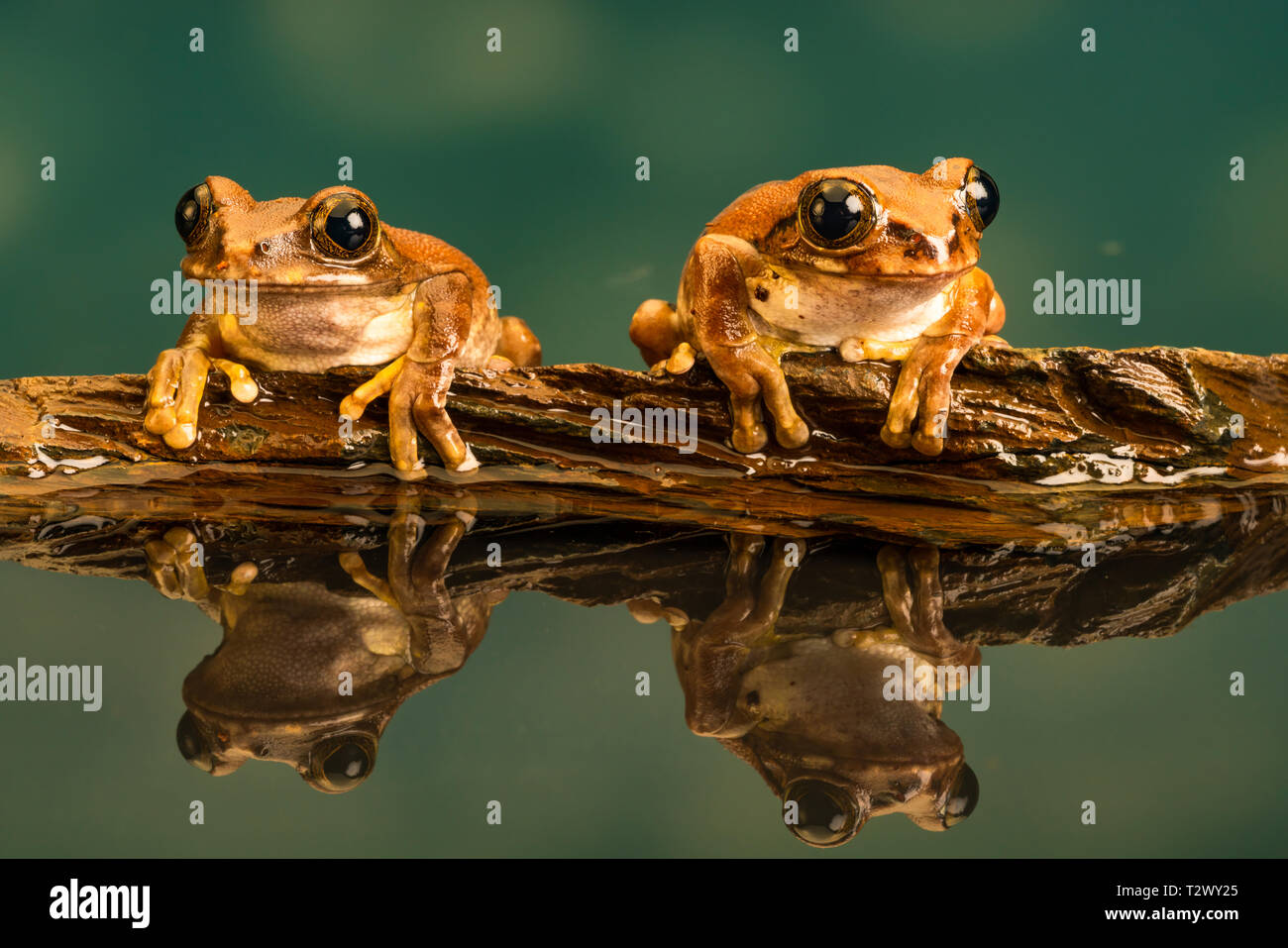 Two Peacock tree frogs (Leptopelis vermiculatus) also known as Amani ...