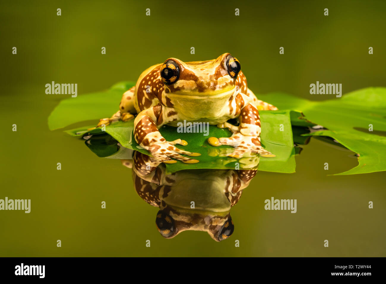 Amazon milk frog (Trachycephalus resinifictrix) is a large species of