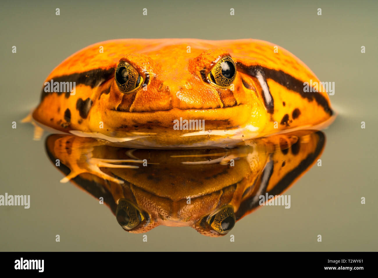 Tomato frog (Dyscophus) with reflection in the water, when threatened