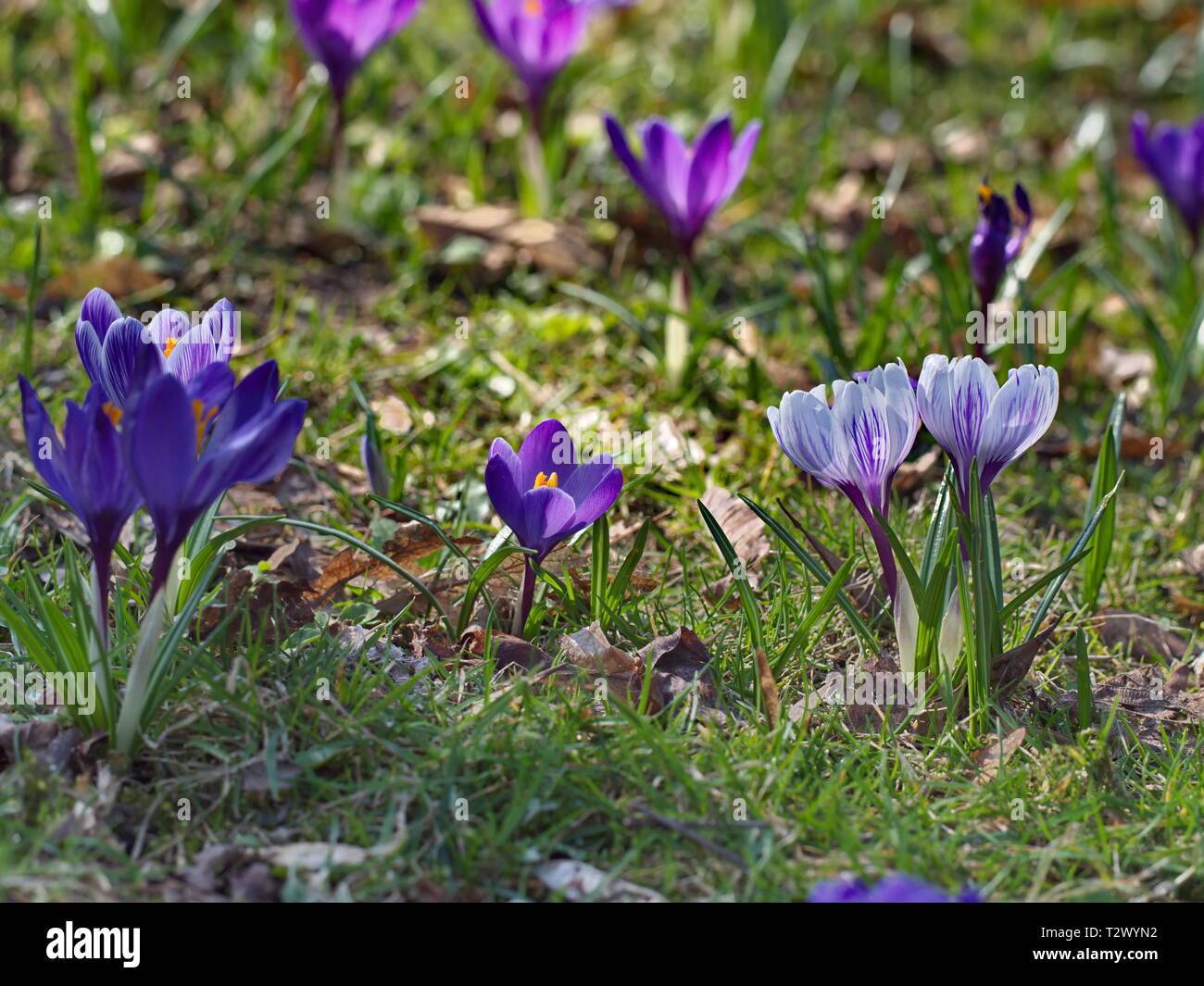 field of saffron flowers Stock Photo Alamy