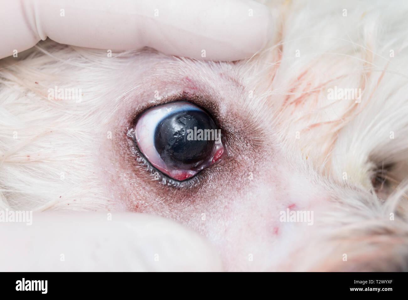eye of a dog after cherry eye surgery Stock Photo - Alamy