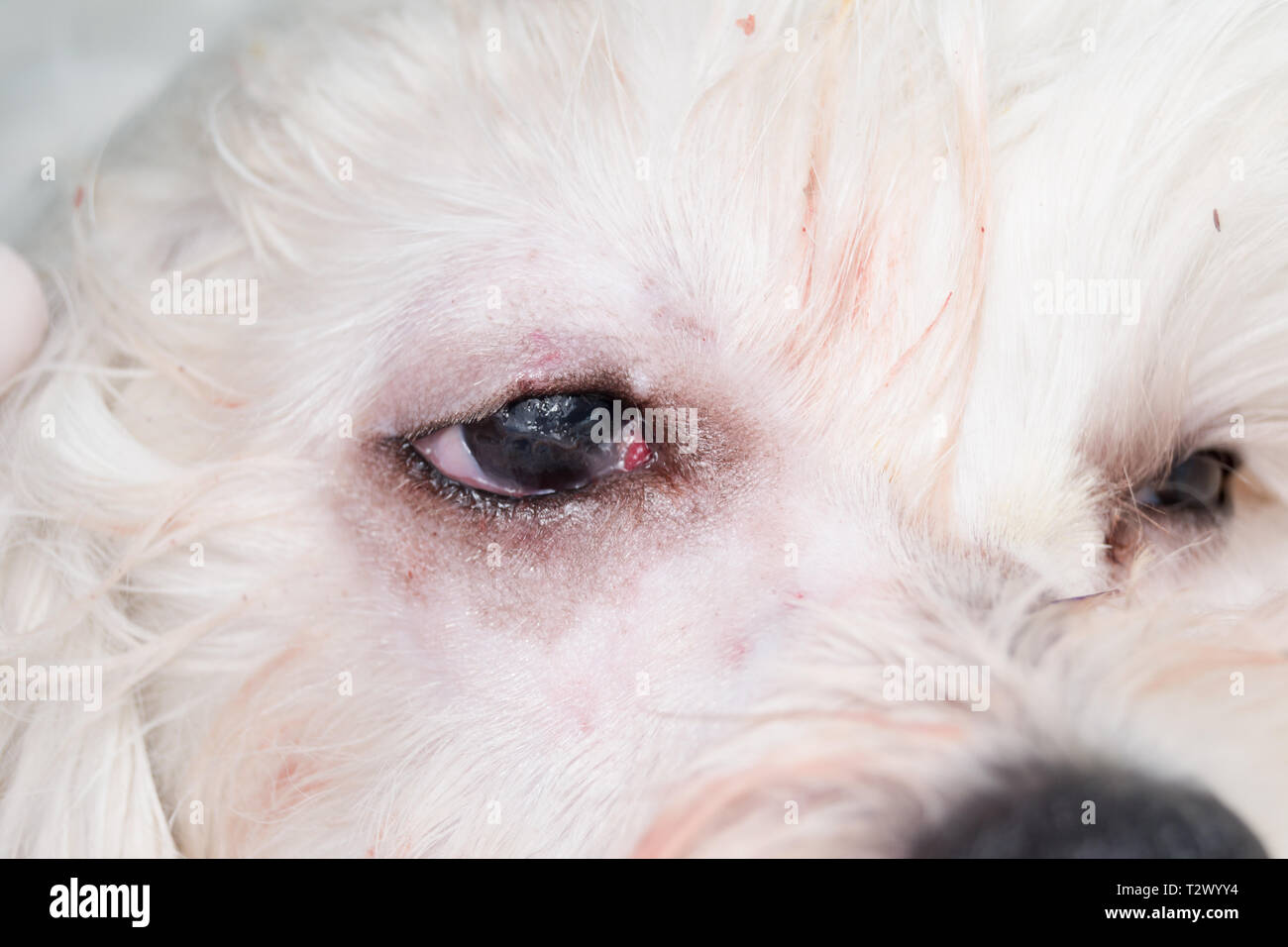 eye of a dog after cherry eye surgery Stock Photo - Alamy