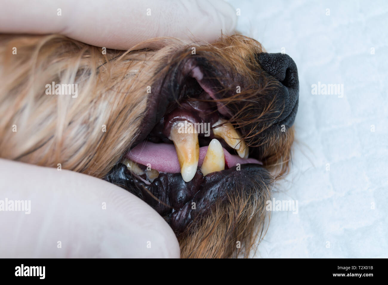 Dog teeth with tartar and stinky mouth Stock Photo Alamy