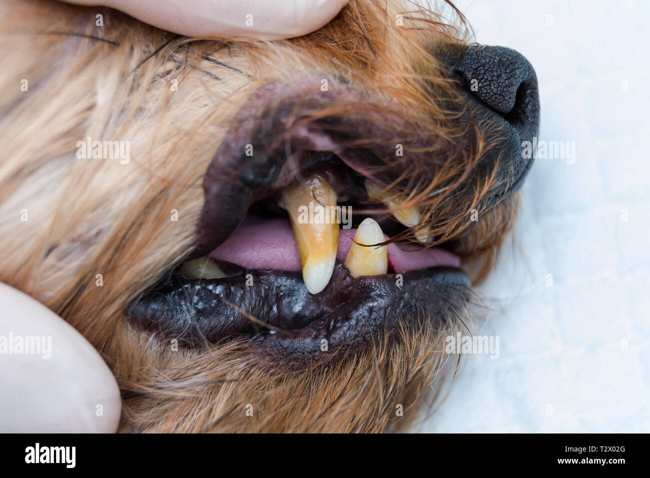 Dog Teeth With Tartar And Stinky Mouth Stock Photo Alamy