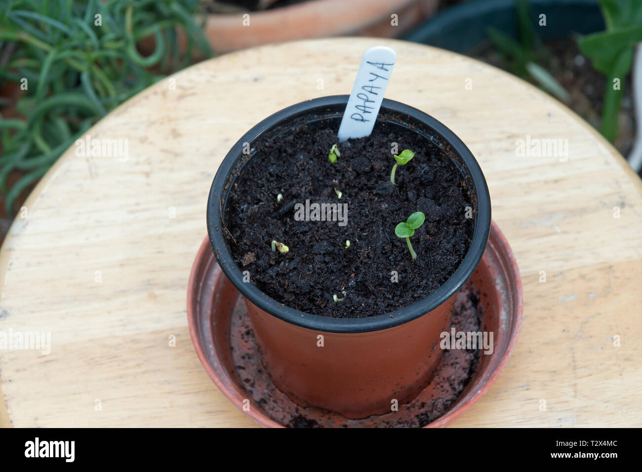 germinating papaya seed in water & potting on Stock Photo - Alamy