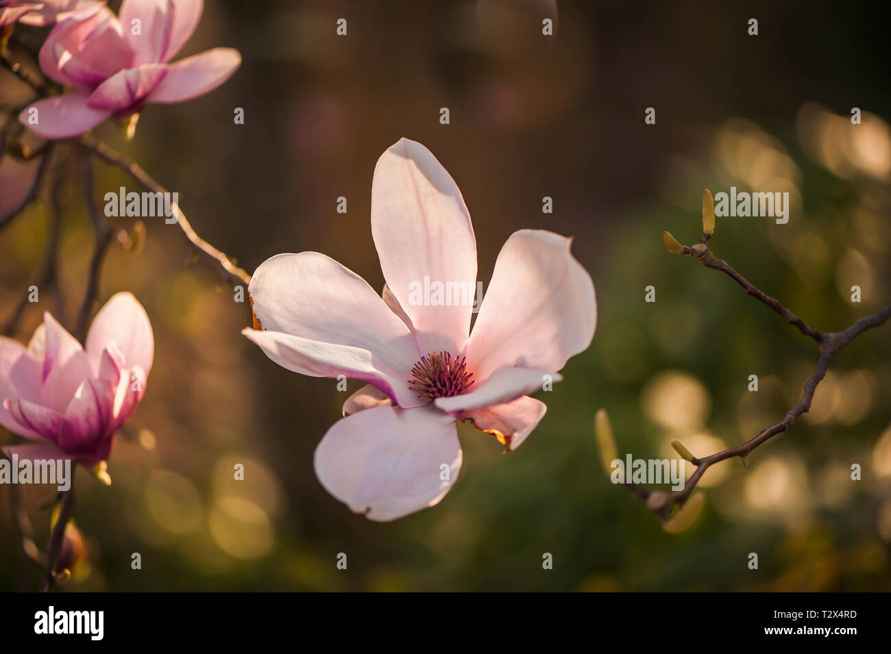 Magnolia petals hi-res stock photography and images - Alamy