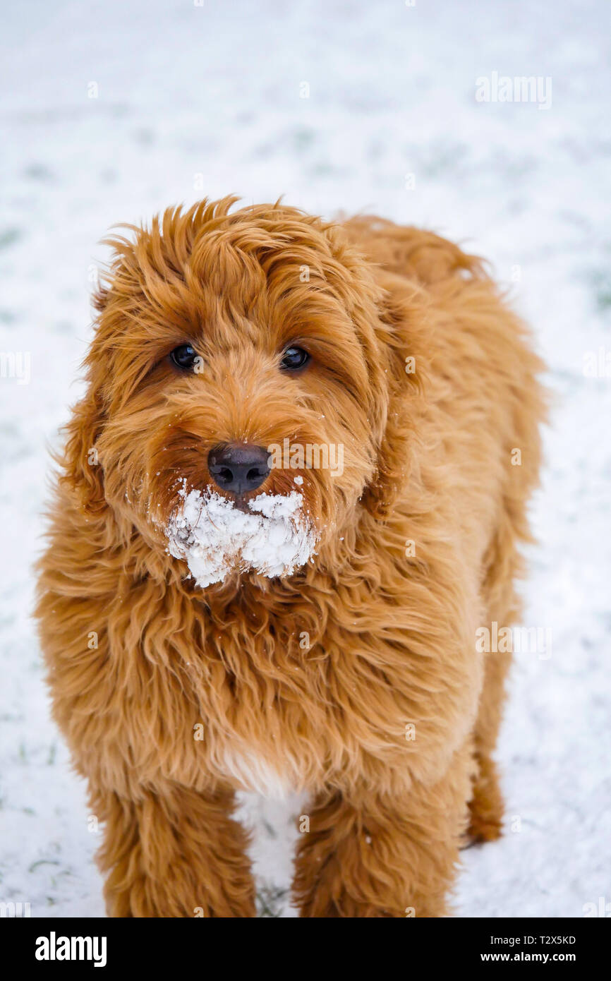 long haired cockapoo