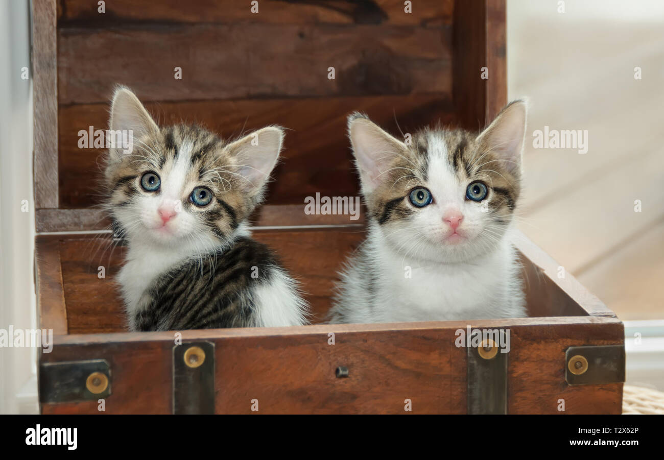 Two cute baby cat kittens, tabby with white, sitting together side by side in a little wooden box and watching curiously with wide eyes Stock Photo