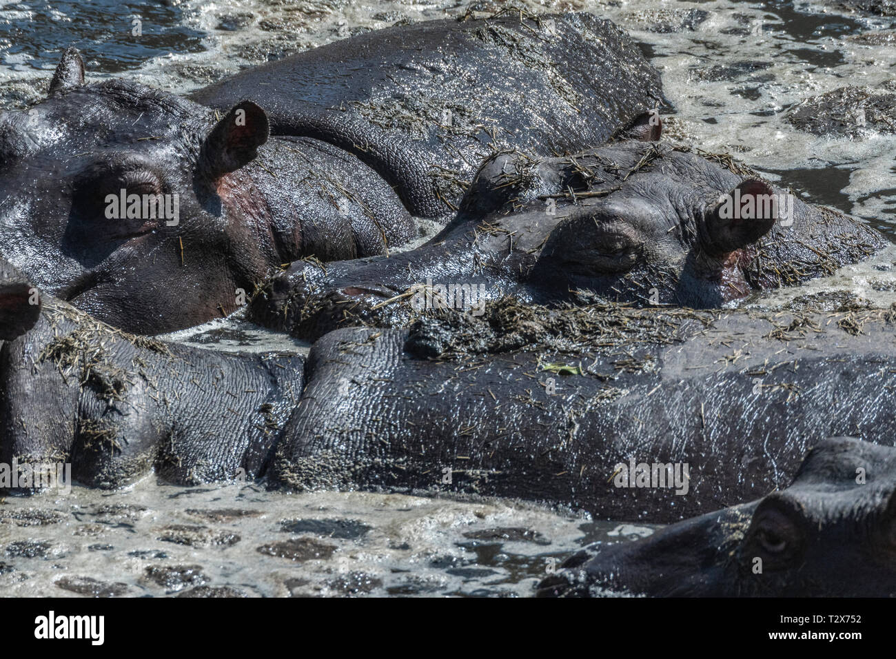 Hippos resting in muddy water under hot sun in Maasai Mara Stock Photo