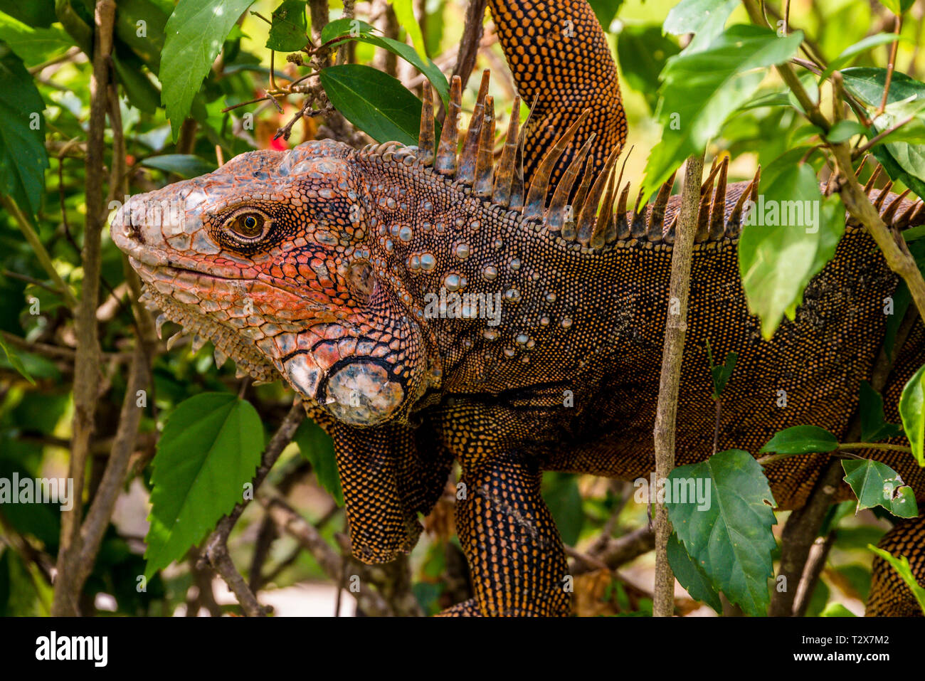 Head of green iguana close up Stock Photo