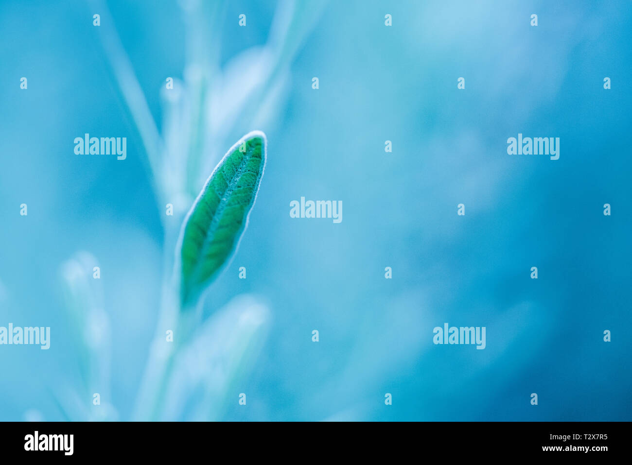 An isolated lavender leaf on the right against a blurred blue background Stock Photo