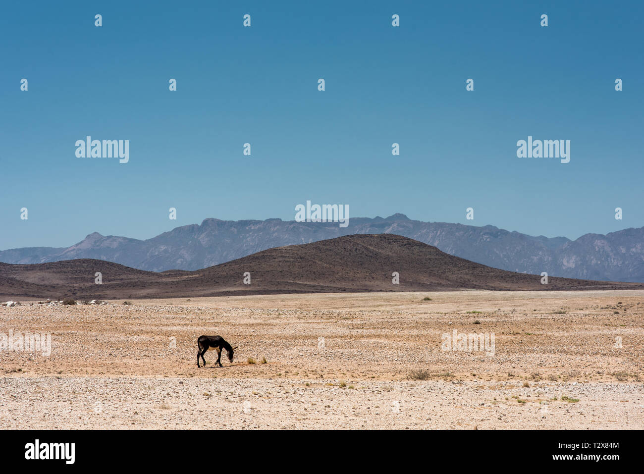 A lonely donkey grazing in the vast and desolate landscape of Namibia Stock Photo