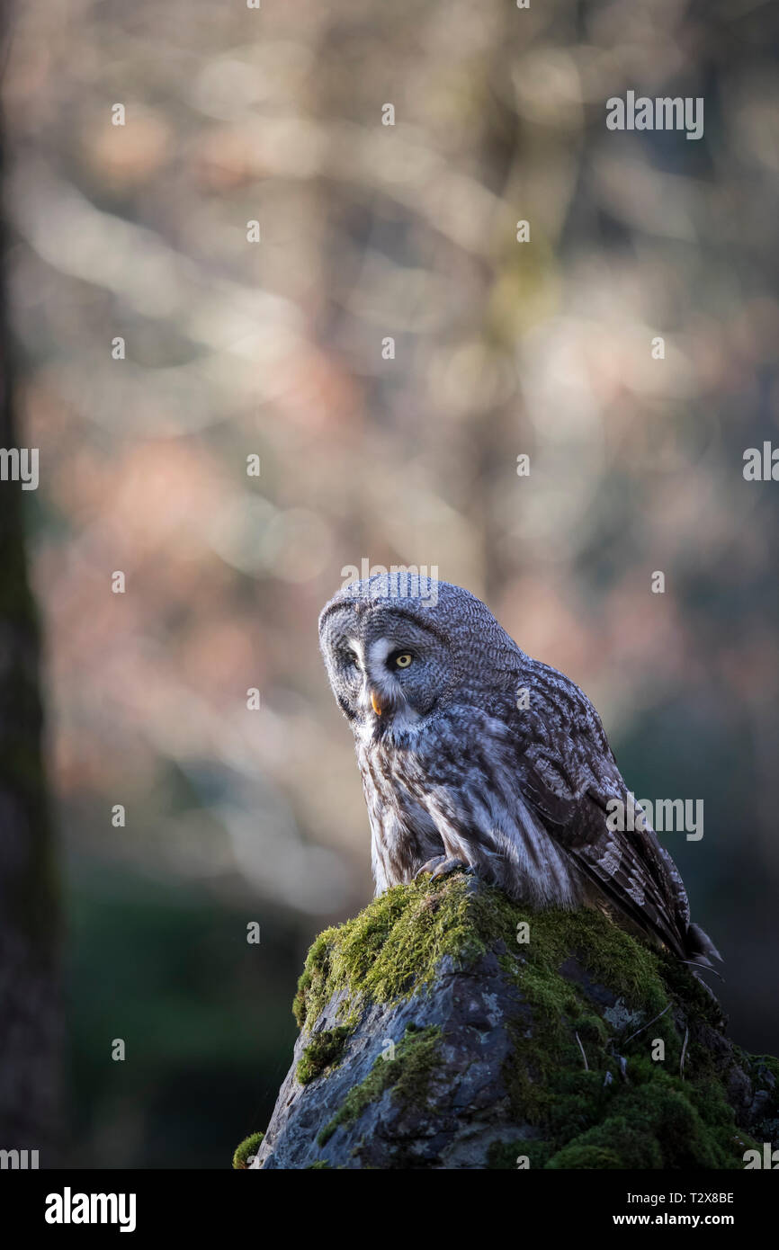 Bartkauz, Strix nebulosa, great grey owl Stock Photo