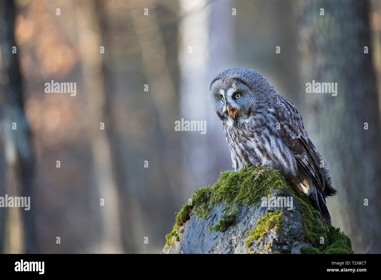 Bartkauz, Strix nebulosa, great grey owl Stock Photo